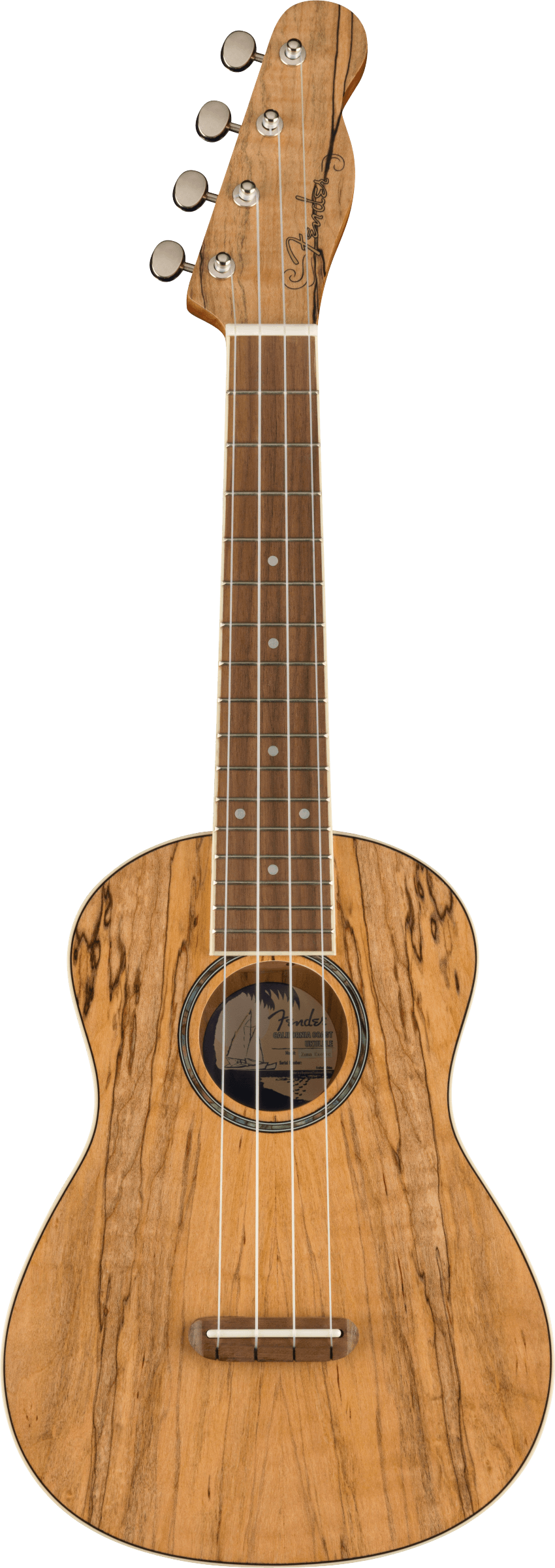 Fender Zuma Exotic Concert Ukulele, Spalted Maple - Fair Deal Music